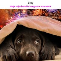 Blog | Help, mijn hond is bang voor vuurwerk | Dierencoach Hessels