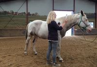 Voor extra ondersteuning gebruikt Dierencoach Hessels oliën en stemvorken. Het verdiept het effect van dierenhealing.