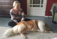 Dierencoach Hessels past indien nodig ook gecombineerde behandelingen toe voor een optimaal resultaat. Bij honden bijvoorbeeld een mix van hondengedragstherapie en dierenhealing.