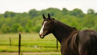 Dierencoach Hessels helpt met dierenhealing de energie van je dier te openen, te verwijderen en in balans te brengen. Je dier voelt en gedraagt zich hierna beter.