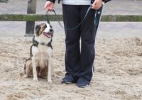 Je hond weer kalm aan de lijn. Dat leer je tijdens hondengedragscursus bij Dierencoach Hessels. (foto Cherry fotografie)