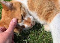 Dierencoach Hessels helpt alle dieren want dierenhealing is geschikt voor alle dieren, van huisdieren en vee tot wilde dieren.