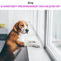 Blog | Help, mijn hond heeft verlatingsangst | Dierencoach Hessels