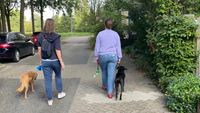 Groepsles ontspannen wandelen met je hond samen met Dierencoach Hessels. Twee vrouwen wandelen naast elkaar met hun hond tijdens een hondengroepsles