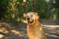 Dierencoach Hessels helpt met hondengedragstherapie bij allerlei ongewenst hondengedrag, zoals veel blaffen, trekken aan de riem, uitvallen en verlatingsangst.