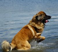 Hond speelt in water. Door hondengedragslessen bij Dierencoach Hessels te volgen krijg je een rustige en blije.